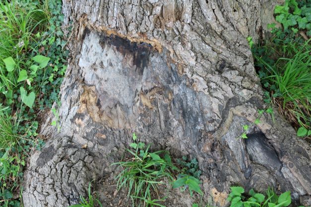 Tree damage from animals