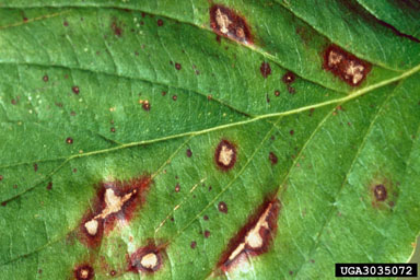 Lesions forming from anthracnose. 