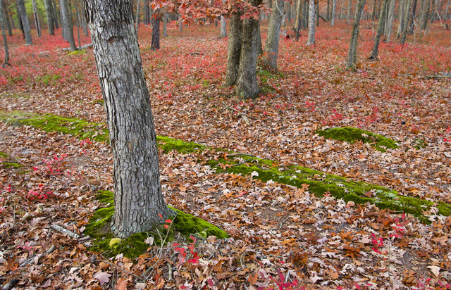 Forest ground covered in leaves