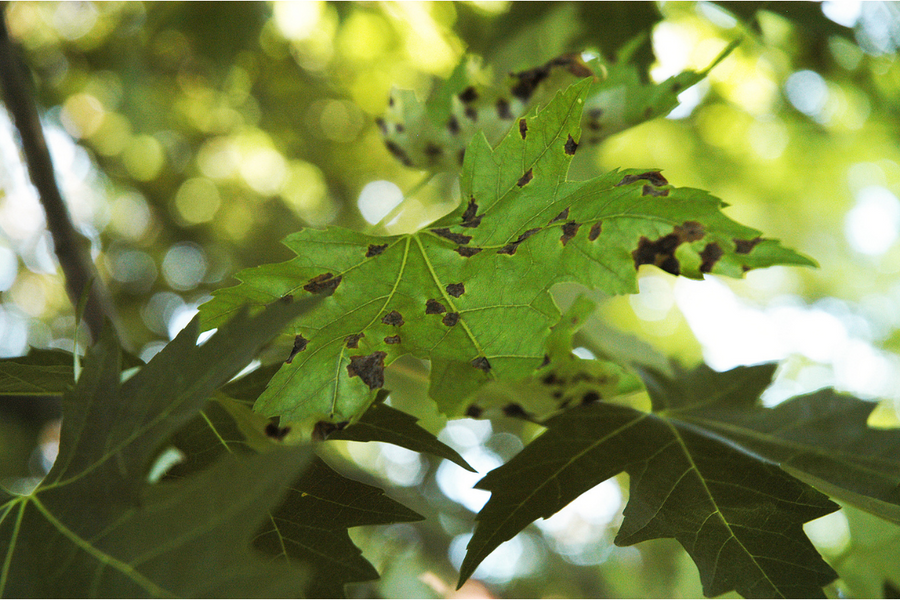 Anthracnose on leaf