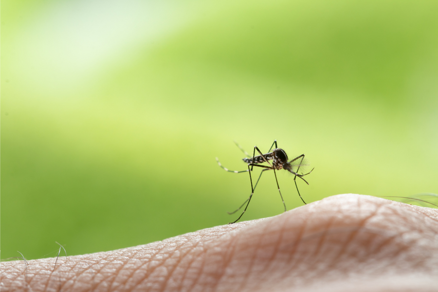 Mosquitos are common spring pests.