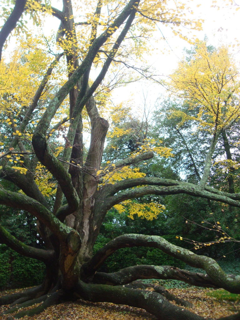Katsura tree in DC