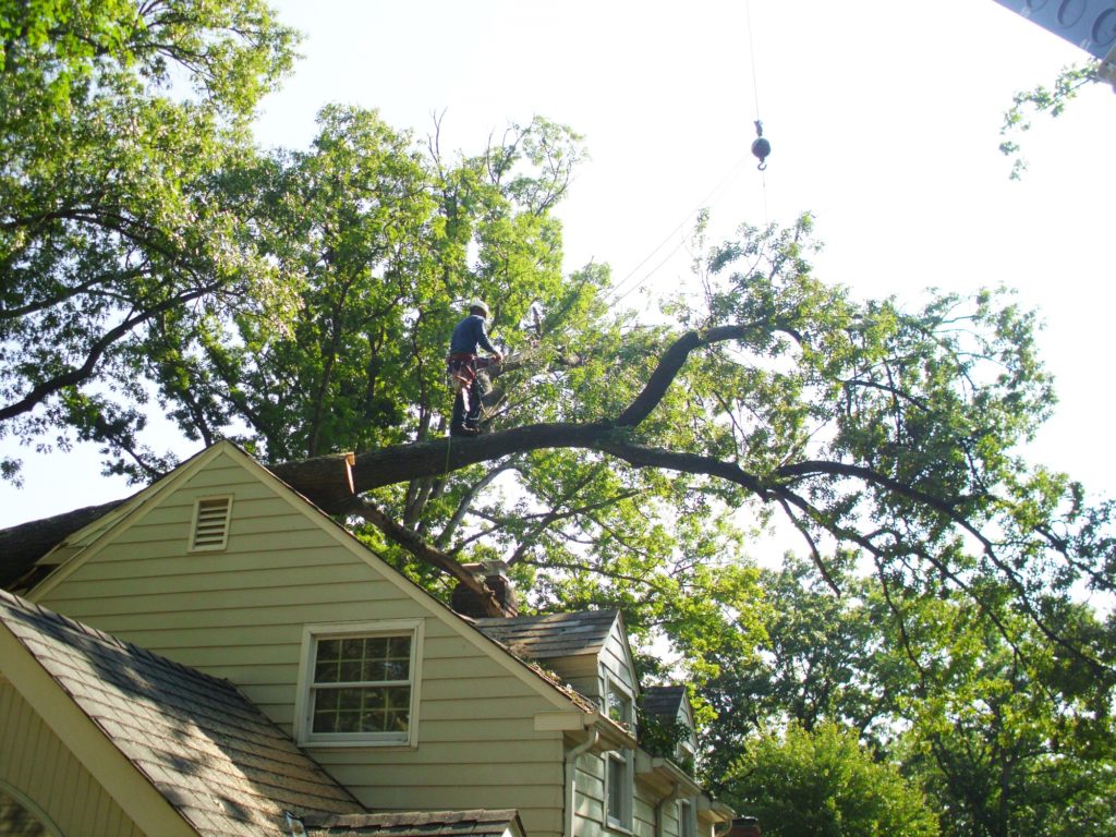 RTEC crew removes giant fallen tree from a client's roof