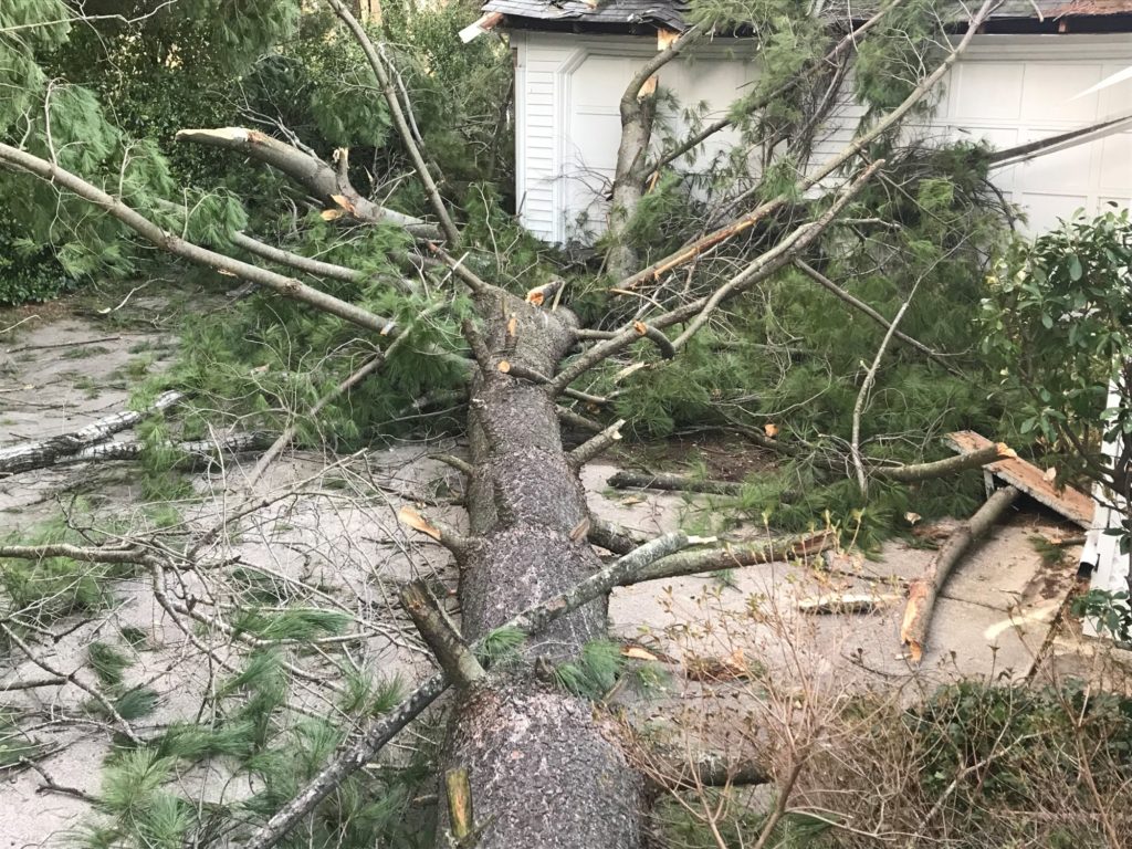 Tree fallen in driveway
