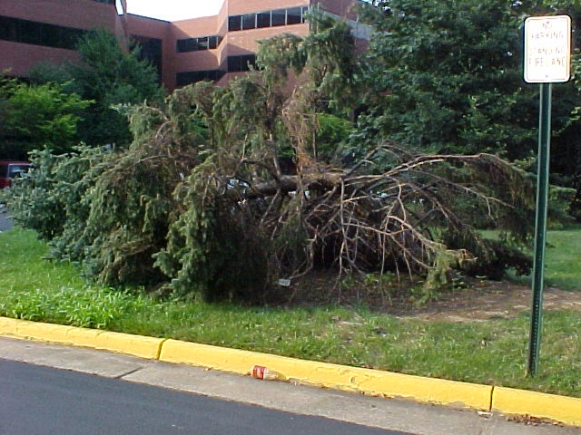 Community tree that fell