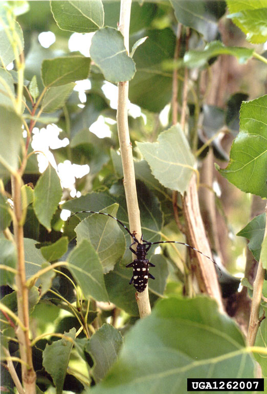 Asian Longhorn Beetle (bugs that eat trees)