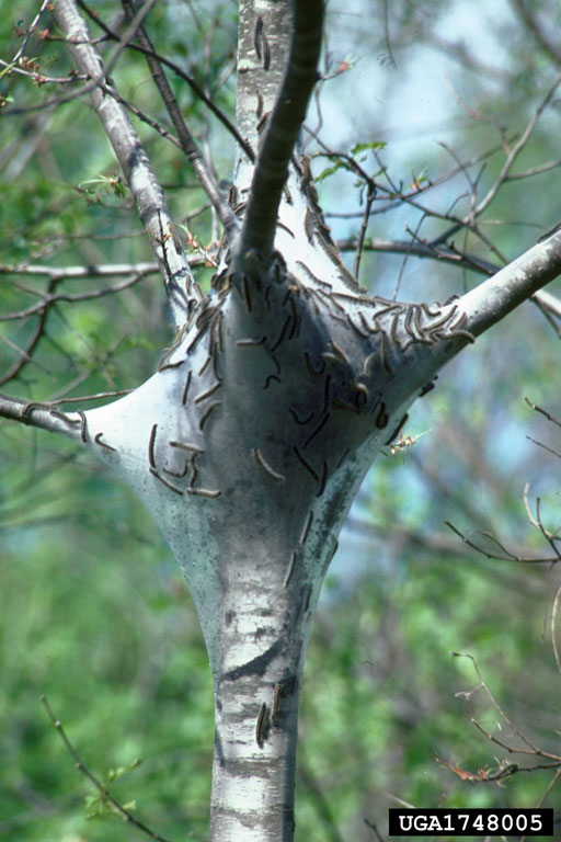 Eastern Tent Caterpillar (bugs that eat trees)