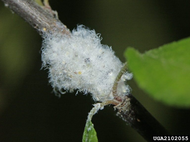 Wooly apple aphid adults (fuzzy white bugs on trees)