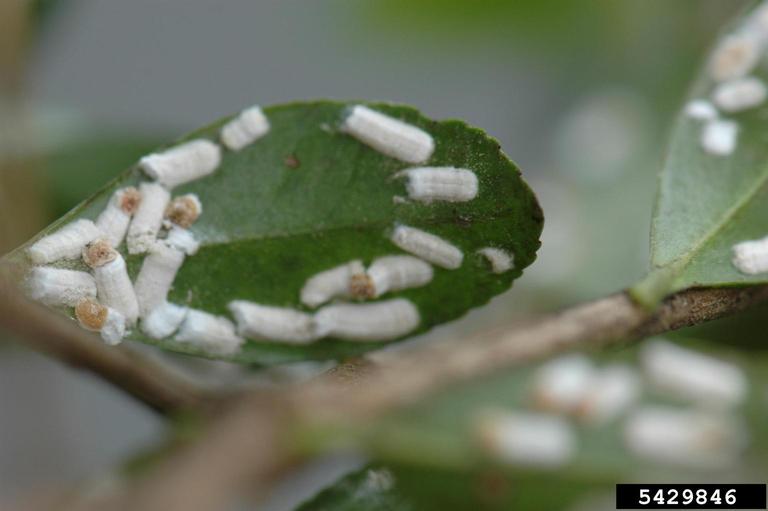 Cottony camellia scale (white bugs on trees)