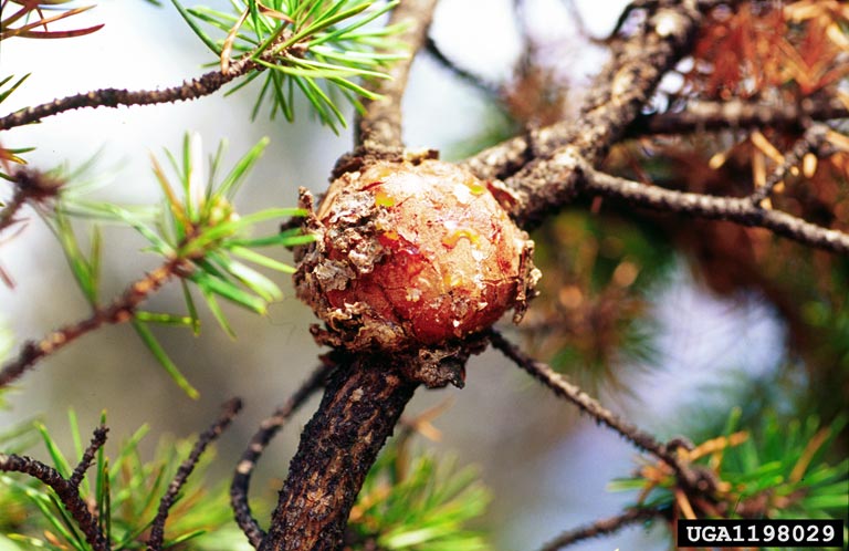 pine gall rust (fungus on pine trees)