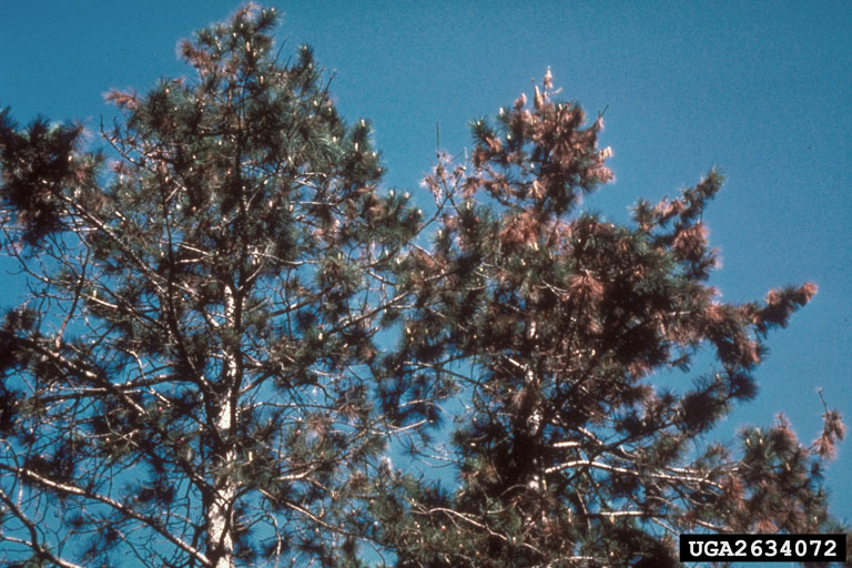 diplodia tip blight (pine tree diseases brown needles)
