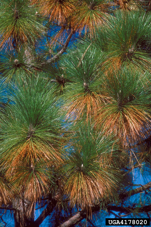 pine tree diseases (brown needles on pine tree)