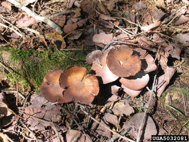 Mushrooms at base of tree. Armillaria root rot. Oak tree diseases. 
