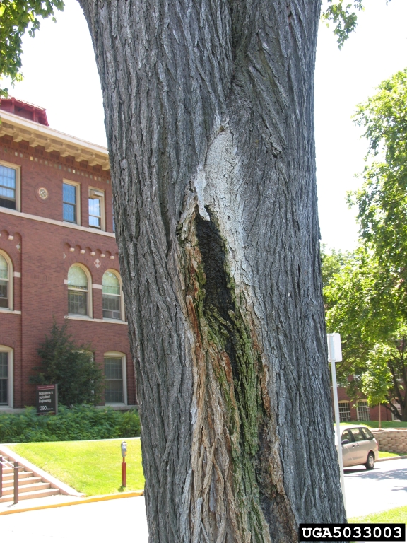 Slime flux / bacterial wetwood. Oak tree disease. 