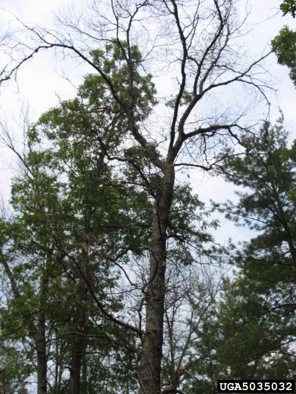 Oak wilt fungus (disease on oak tree)