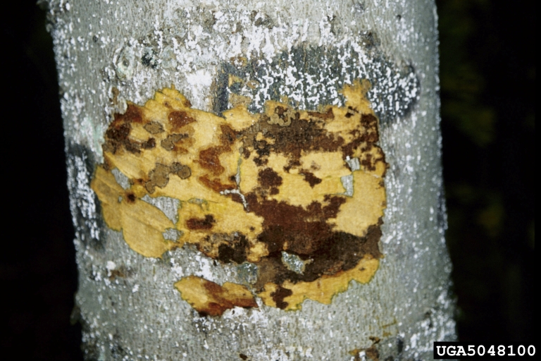Beech tree bark disease (beech tree disease treatment)