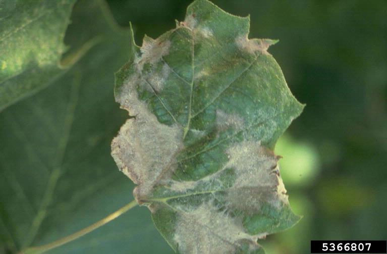 sycamore anthracnose (diseases of sycamore trees)
