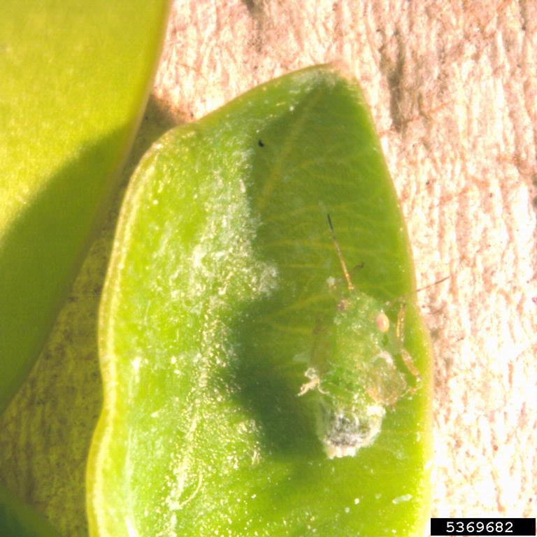 Boxwood psyllids (green bugs on shrubs, green bugs on plants)