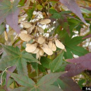 Japanese maple tree diseases pictures