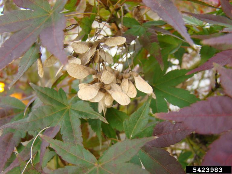 Disease on japanese maple