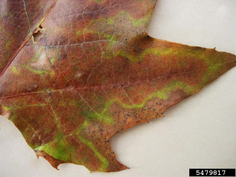 maple tree leaf diseases (bacterial leaf scorch maple)