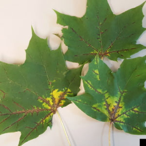 maple tree diseases (spots on maple leaves)