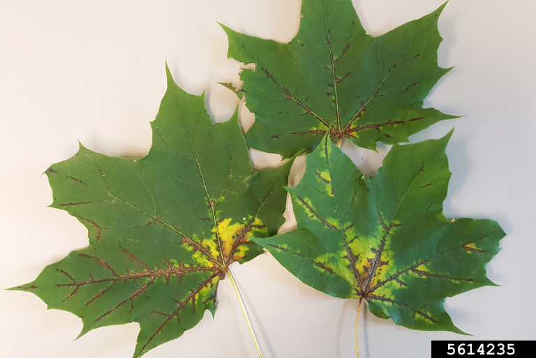 maple tree diseases (spots on maple leaves)
