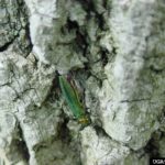 green bugs on trees (emerald ash borer beetle)