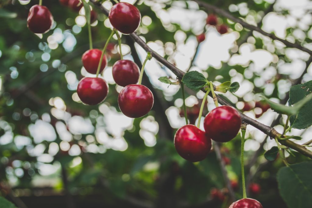 Cherry tree care (how to care for fruit trees)