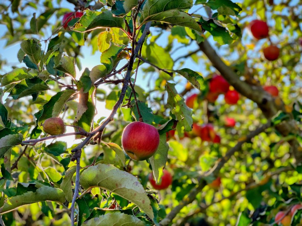 Apple tree care (fruit tree care)