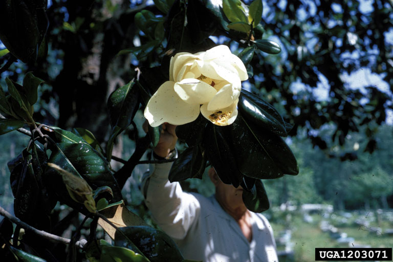 Southern magnolia (diseases of magnolia trees) 
