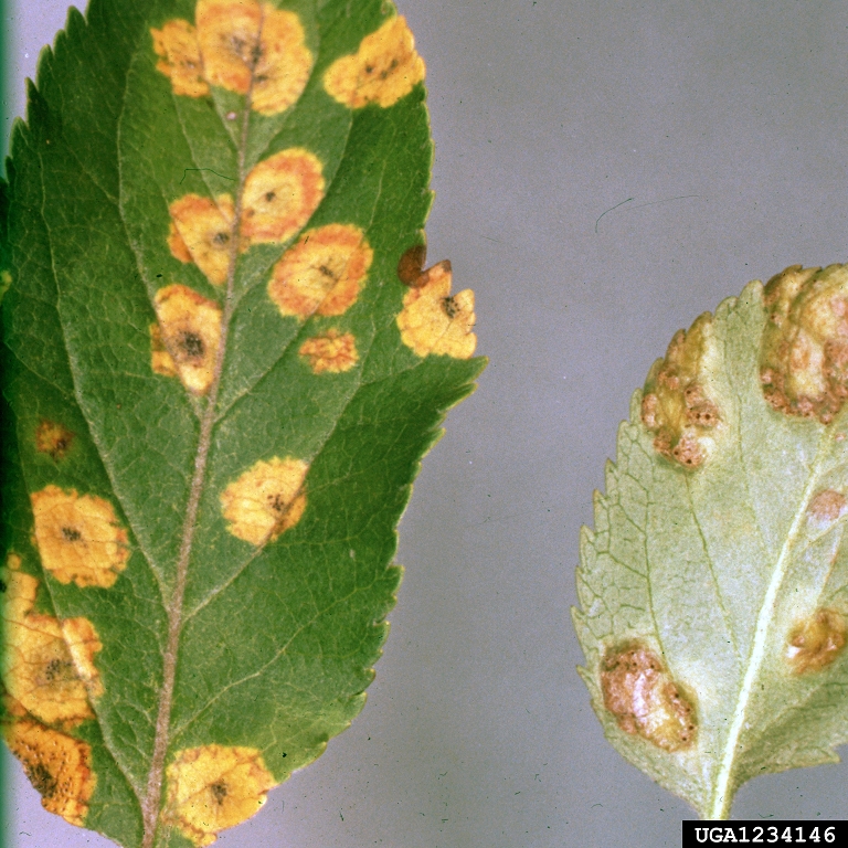 Crabapple tree pests and diseases (cedar-apple rust)