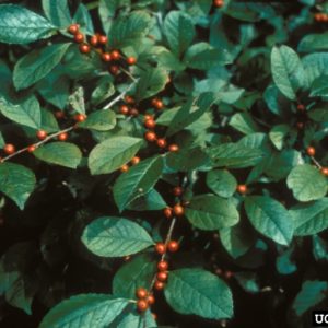 diseases of holly bushes