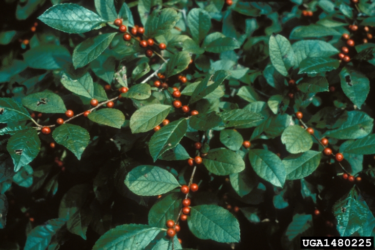 diseases of holly bushes