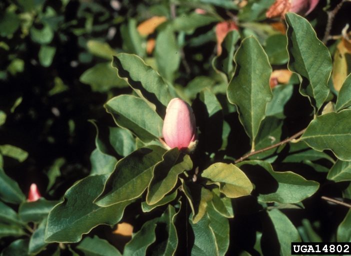 magnolia tree diseases