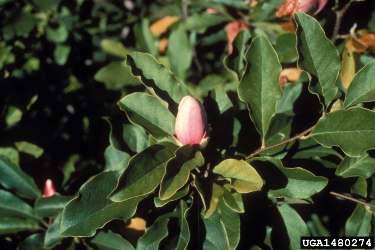 Saucer magnolia (magnolia tree diseases pictures)