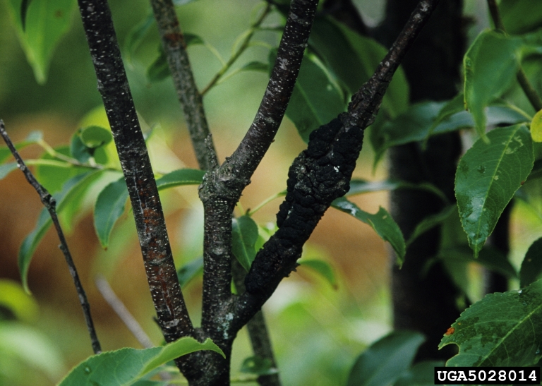 Black knot (cherry tree bark disease)
