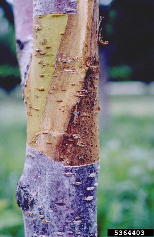 Cherry tree diseases pictures, canker (cherry tree trunk diseases). 