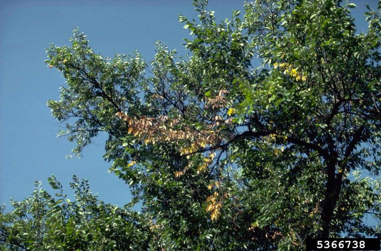 can dutch elm disease spread to other trees