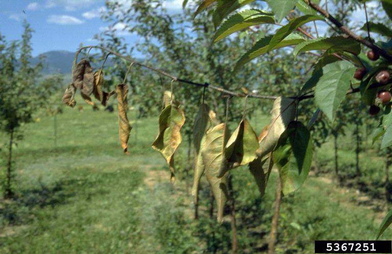 diseases of crabapple trees
