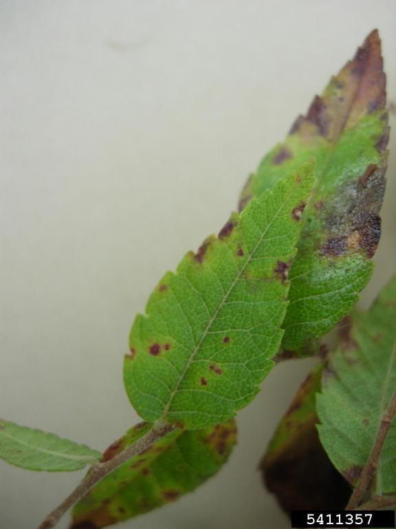 Black leaf spot on elm (elm tree diseases pictures)