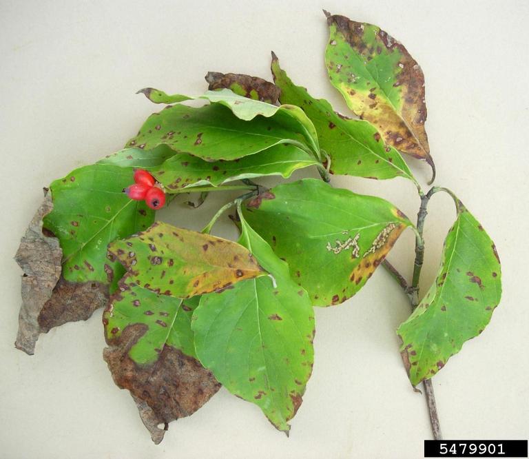 Leaf spot on dogwood (leaves curling dogwood tree diseases pictures) 