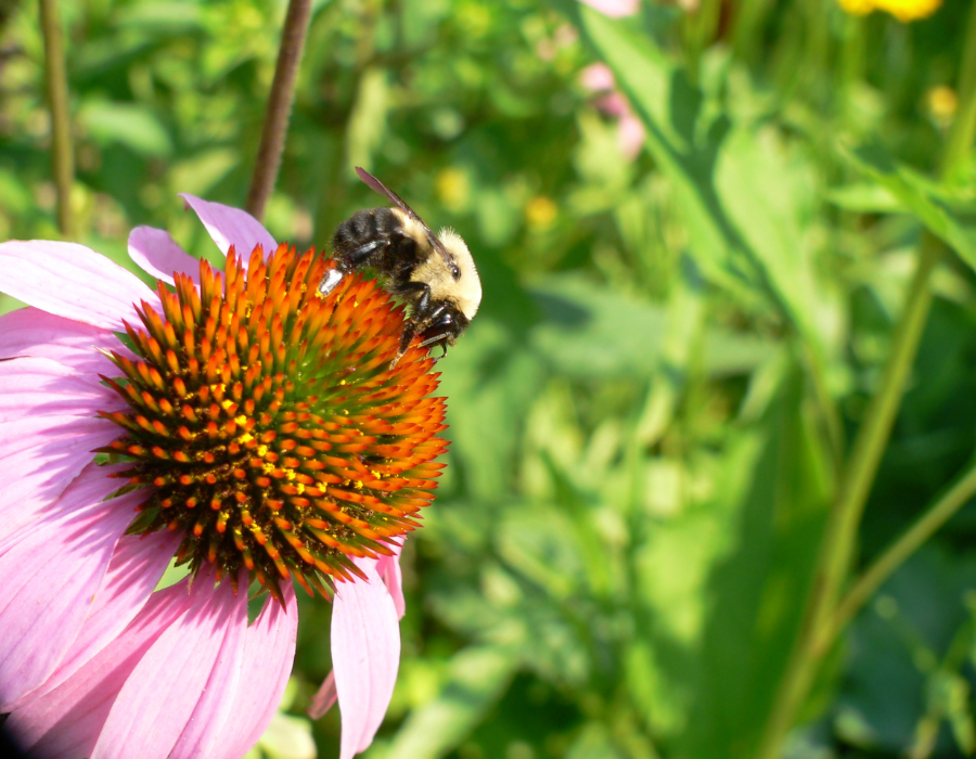 Pollinator on a  flower