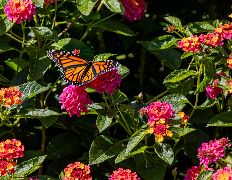 Butterfly on native flowers
