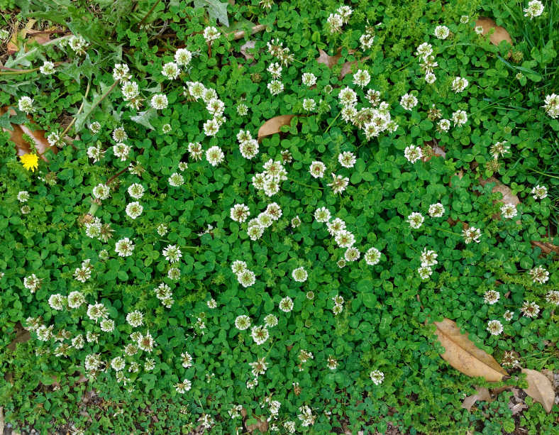 Flowering clover lawn