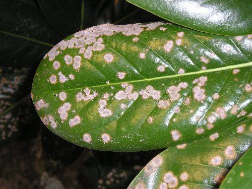 magnolia tree diseases - leaf spot
