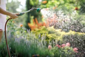watering plants with a hose