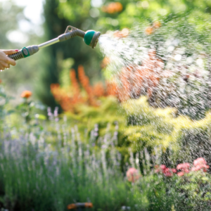 watering plants with a hose