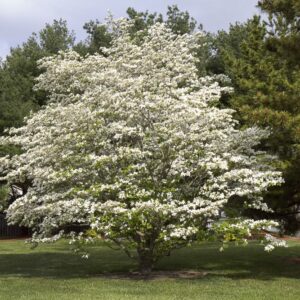 Healthy flowering dogwood