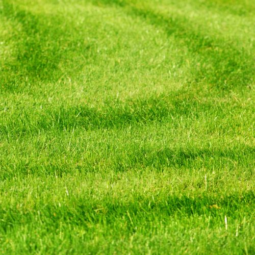 green grass background with stripes